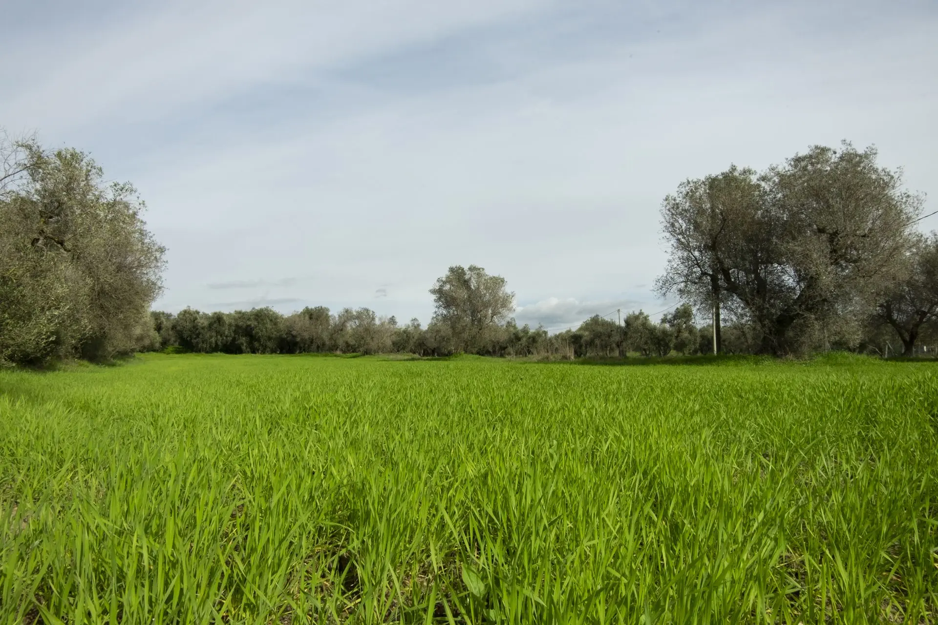 farro in mezzo agli olivi