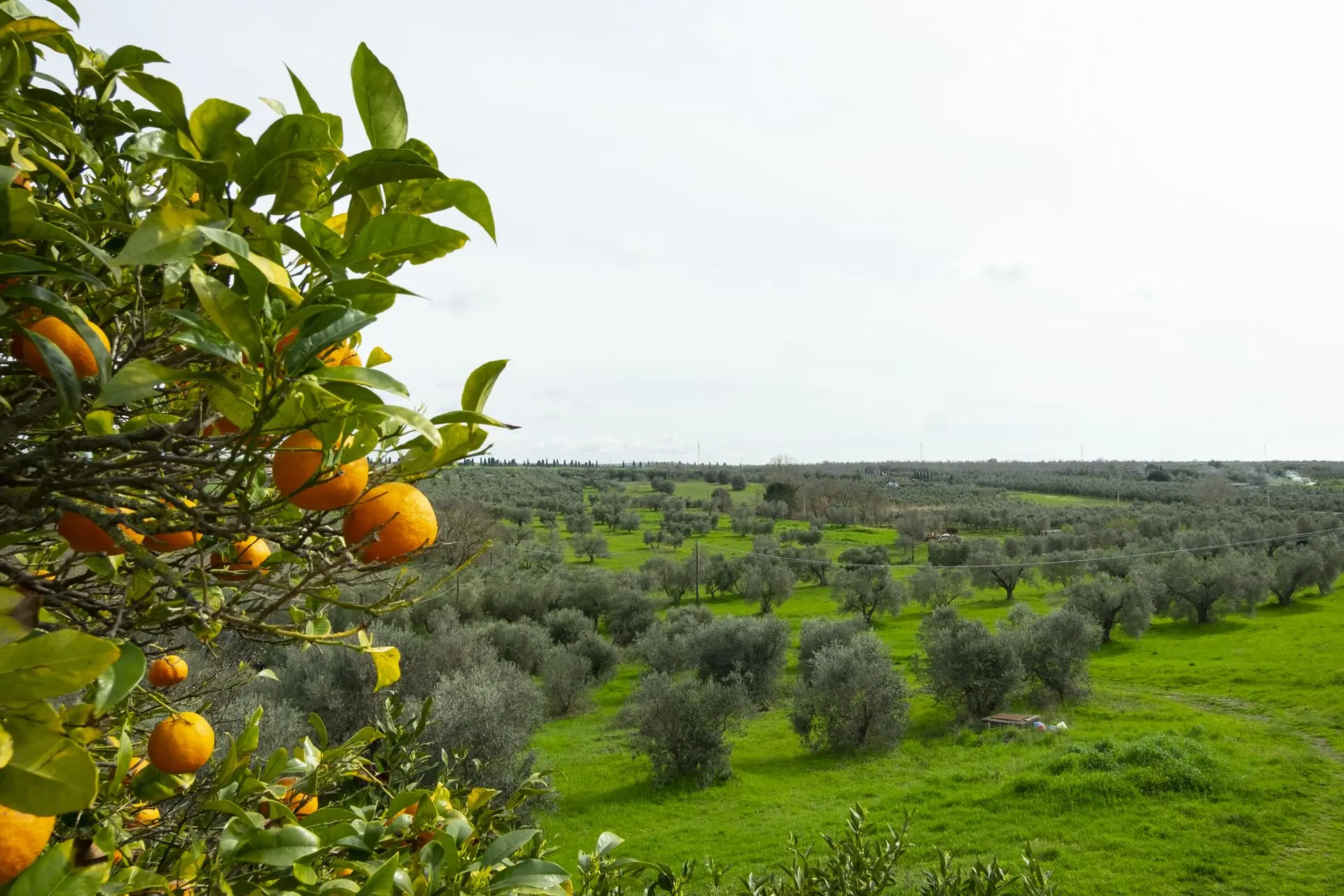olivesto Nesler