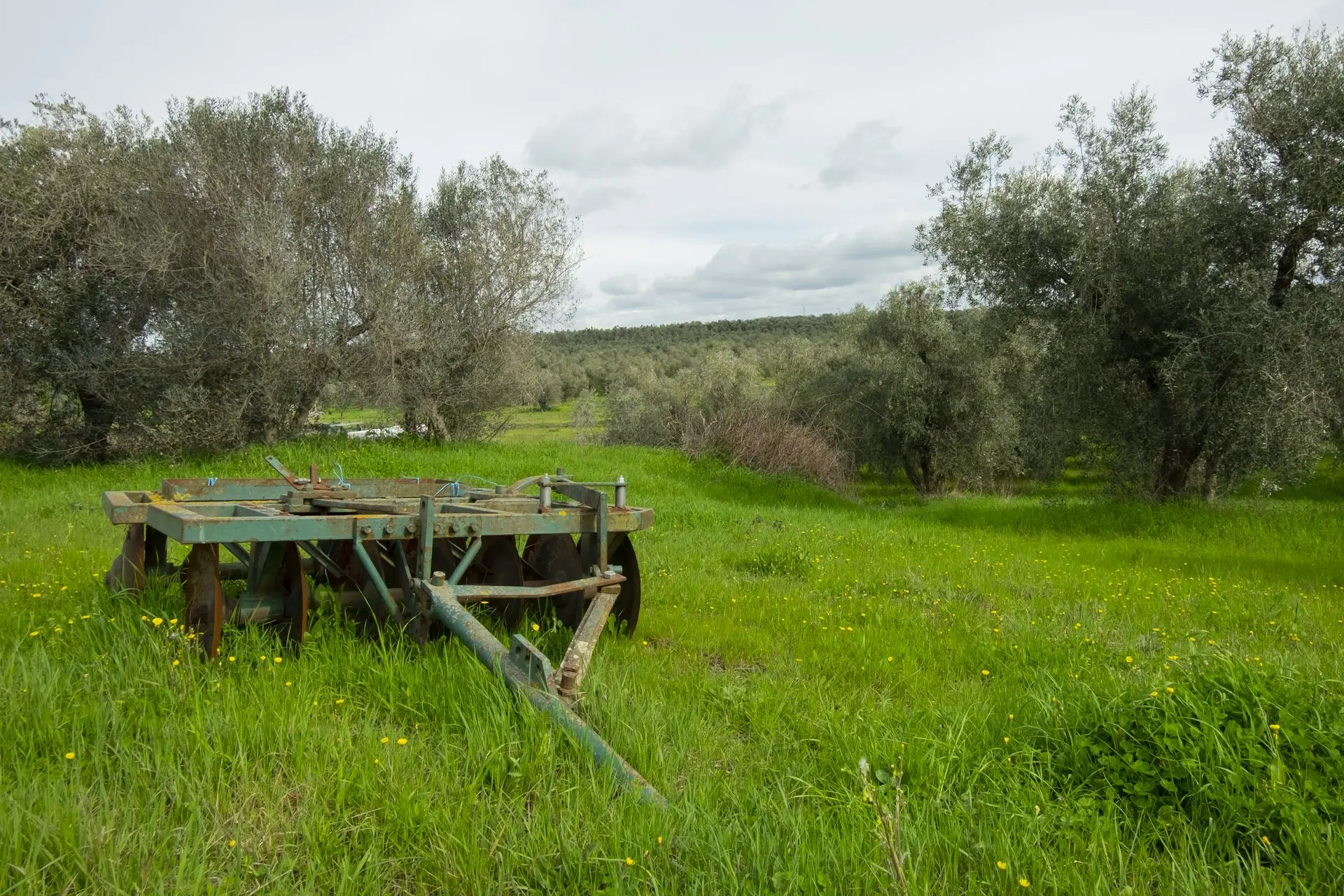 Oliveto Nesler Cibo Vivo