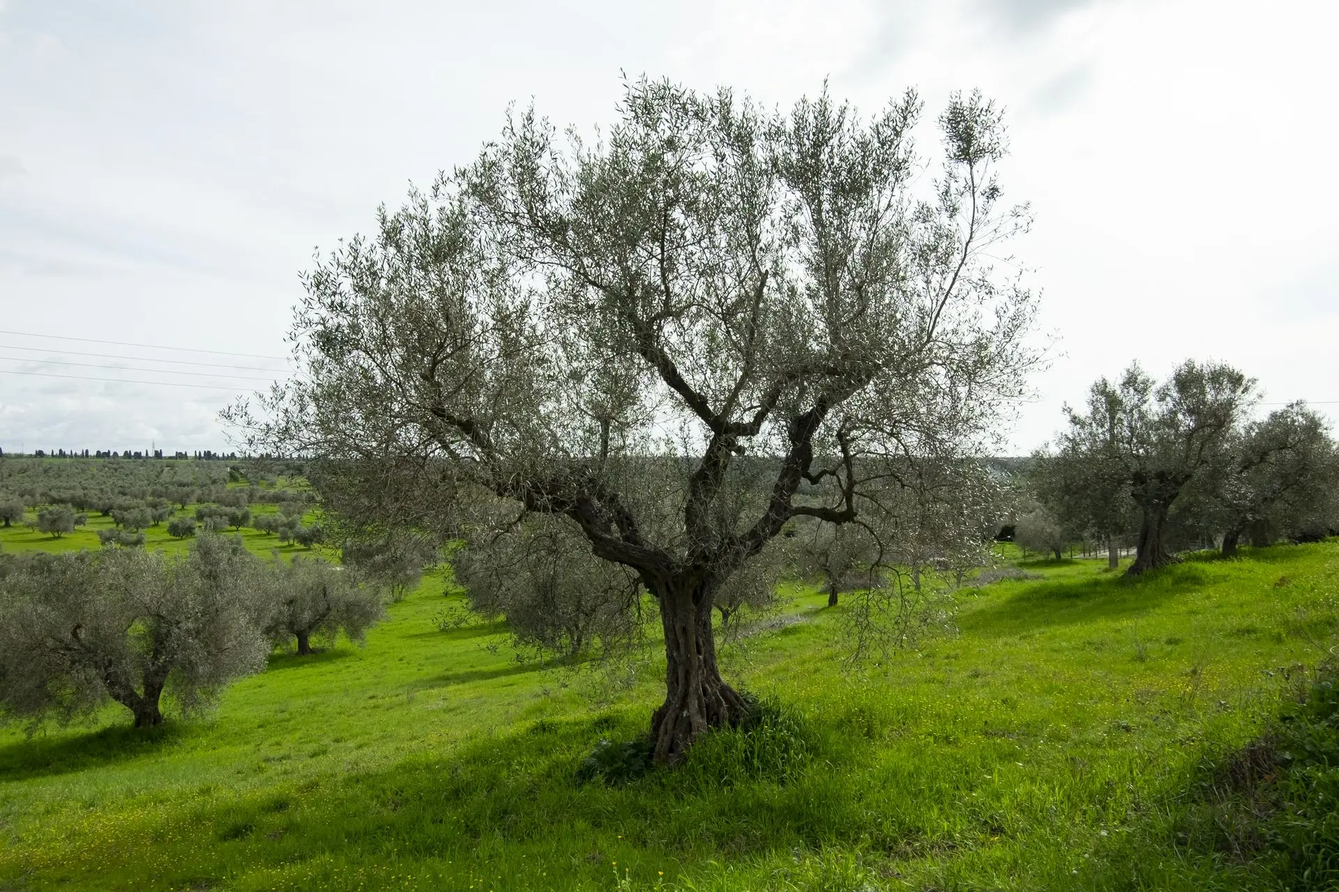 uno dei nostri olivi
